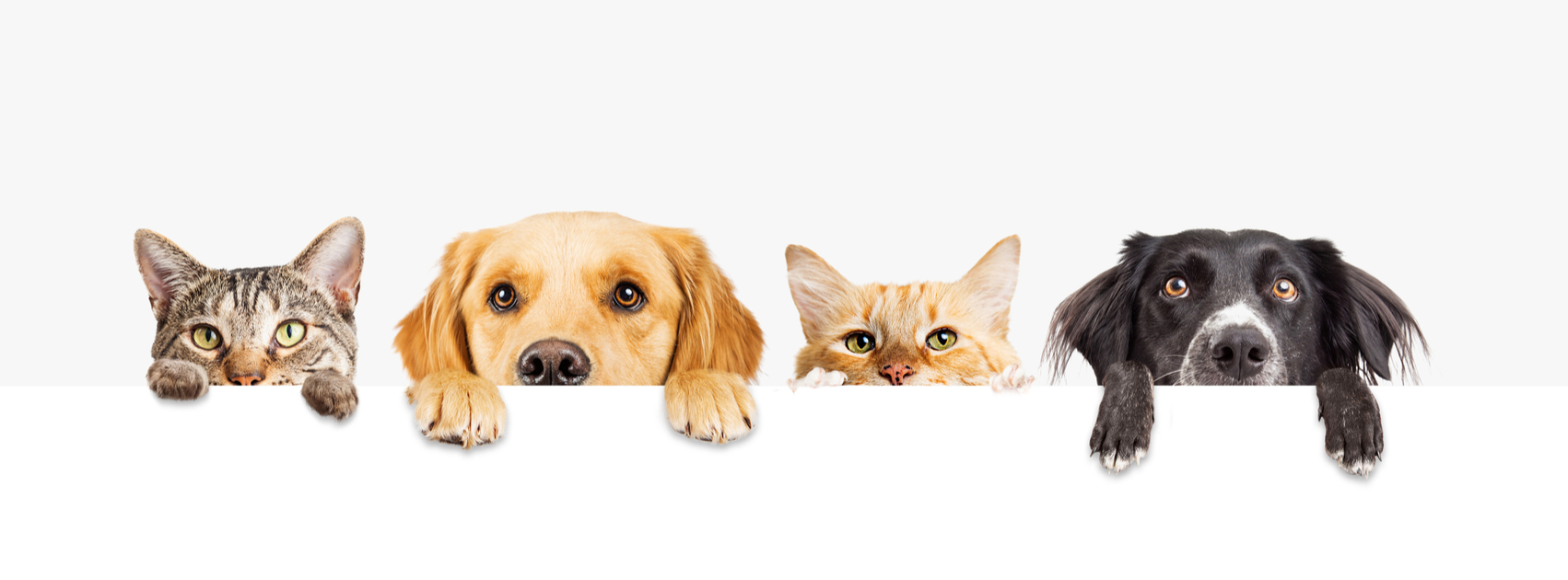 Pet Free or Pet Friendly?